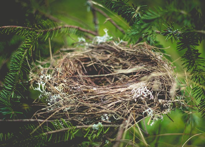 Bird's Nest in Pine Tree