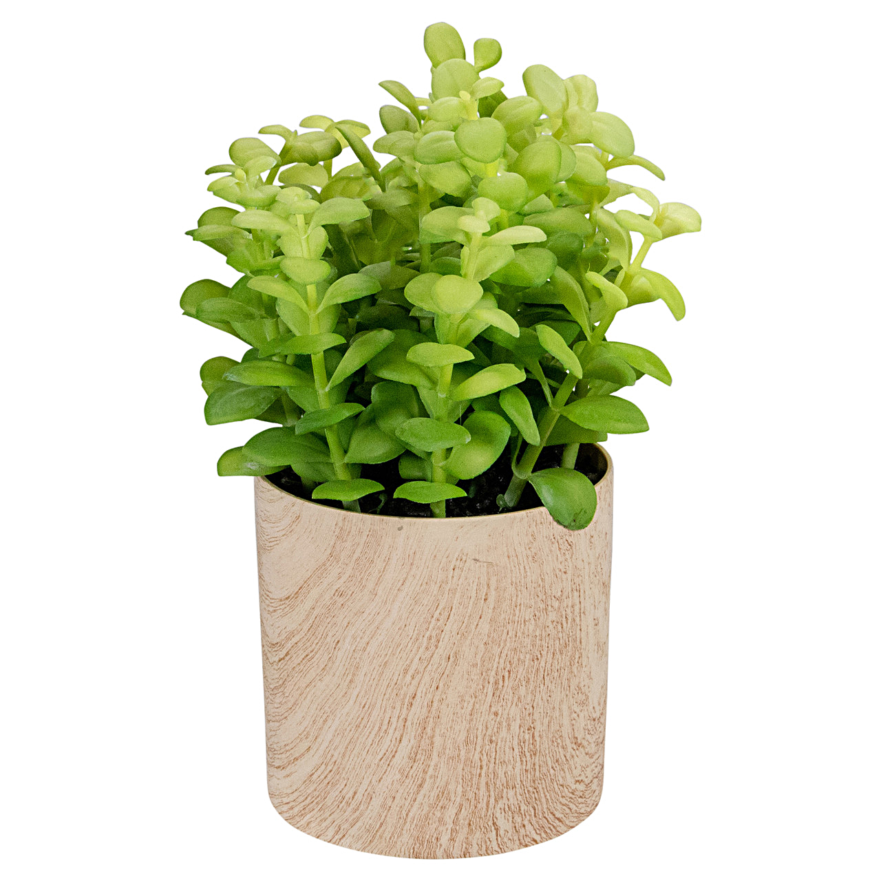 10 inch potted privet plant in faux wood container