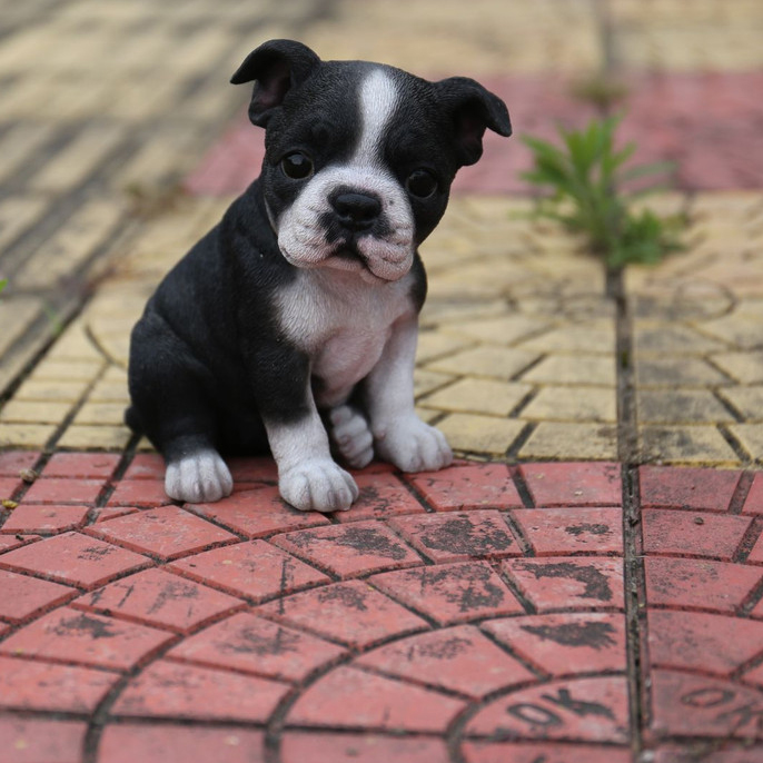 realistic seated 6.5 inch Boston Terrier puppy resin garden statue