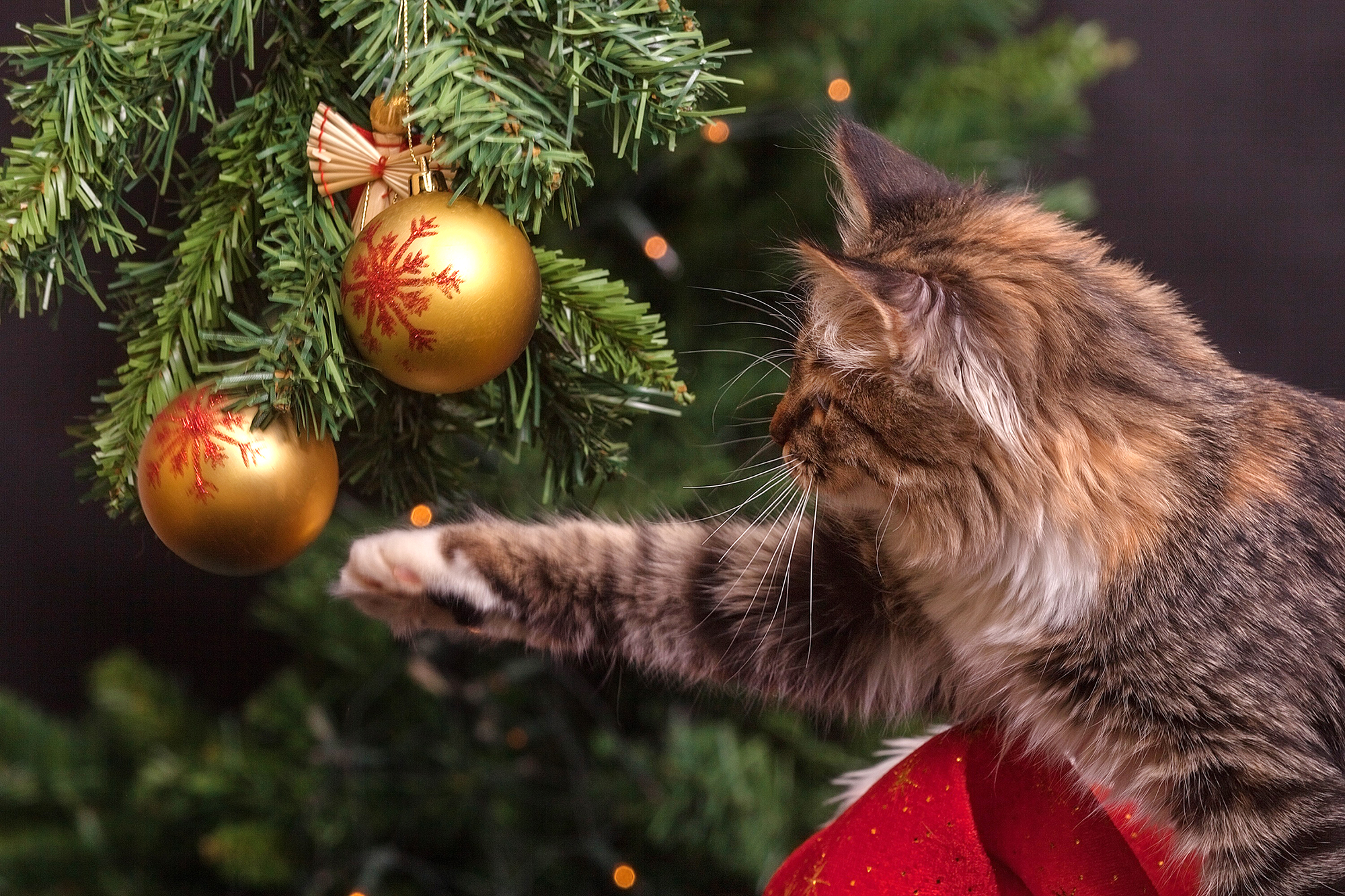 cat batting at gold ball ornaments on a Christmas tree