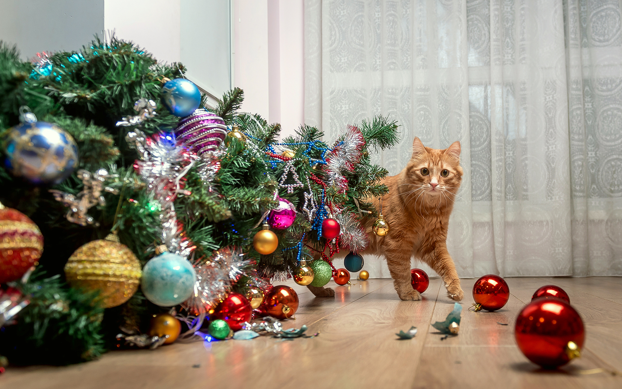 cat walks around fallen Christmas tree with broken and smashed Christmas ornaments