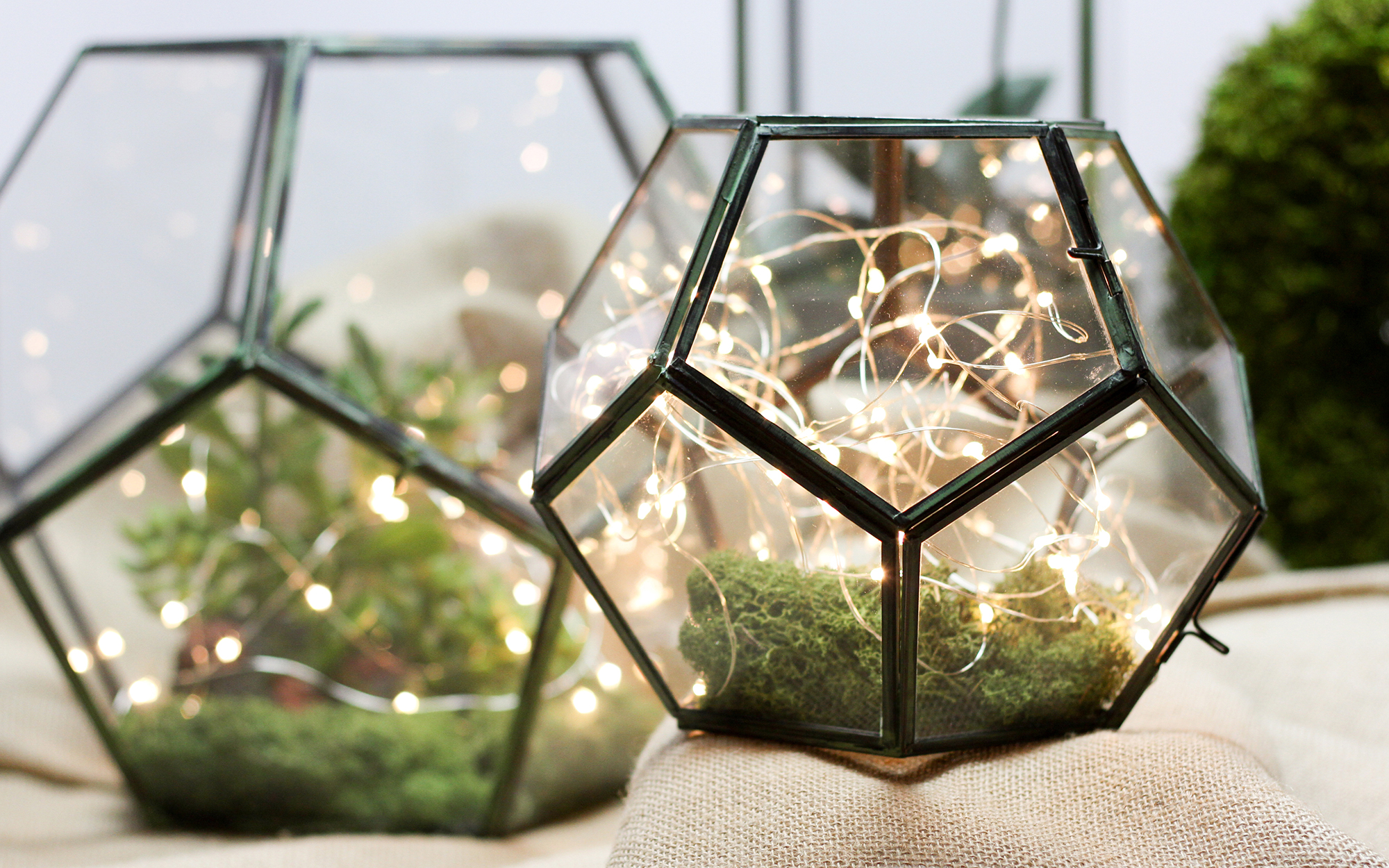 faceted terrariums with plants and micro lights