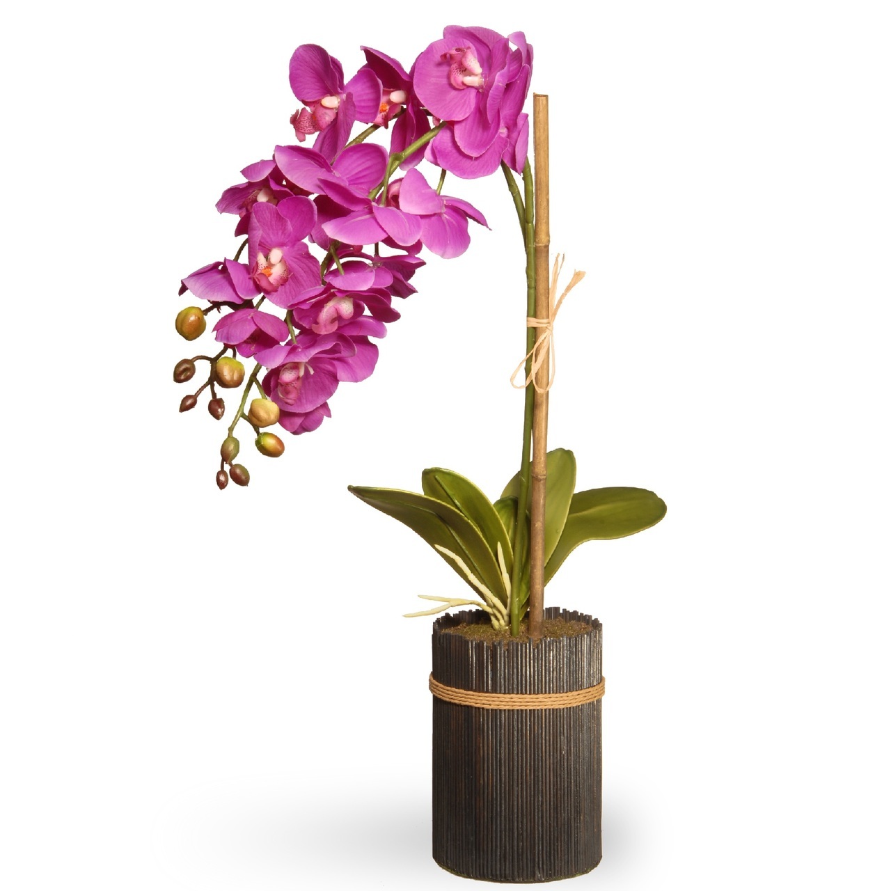 Pink Orchid Potted Plant