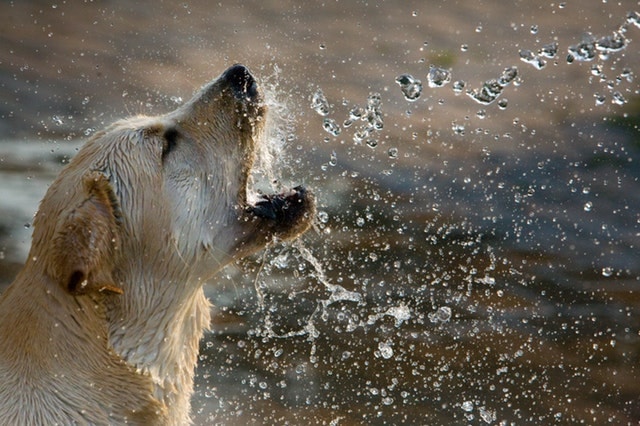 dog playing in water