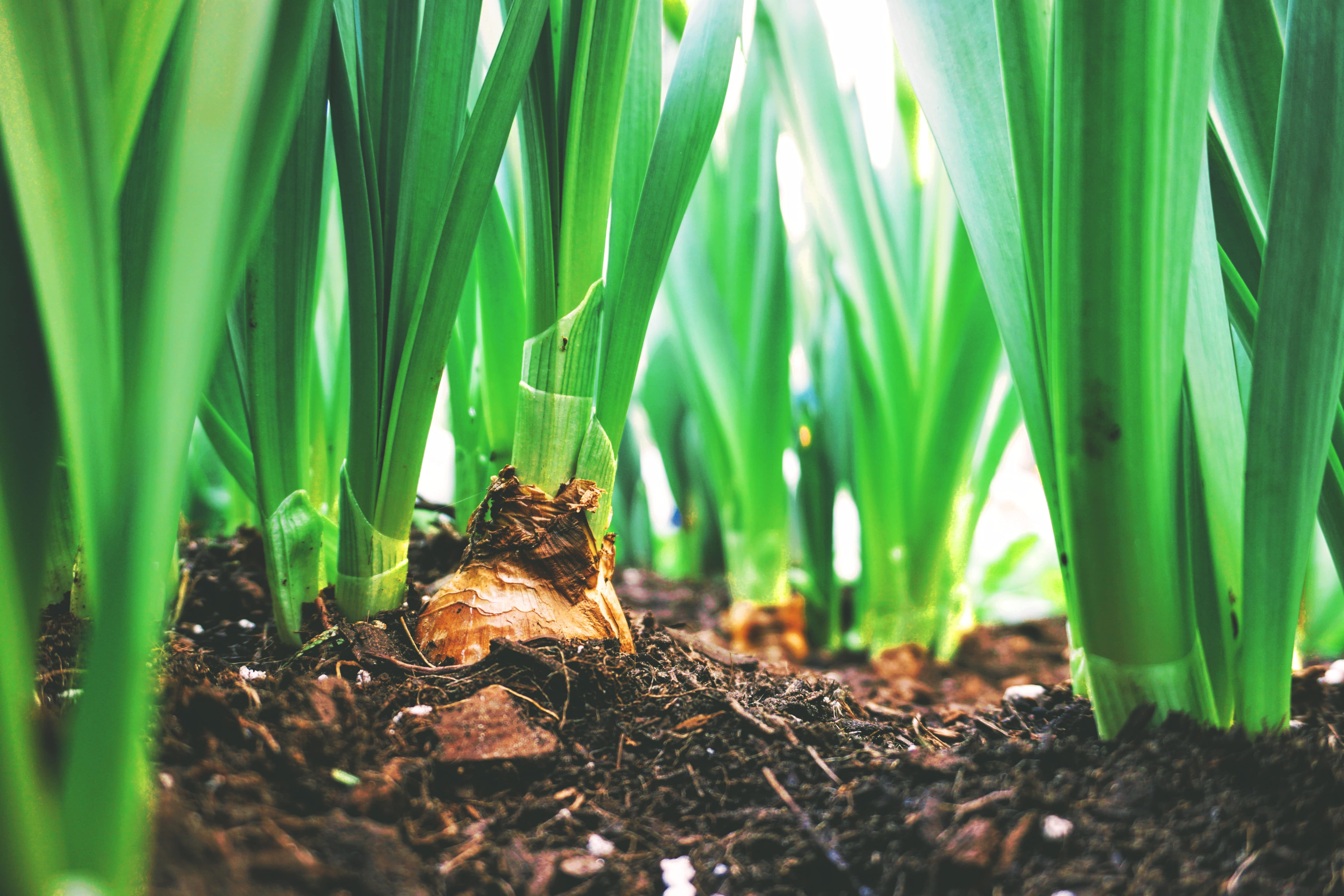 closeup of grass growing from dirt