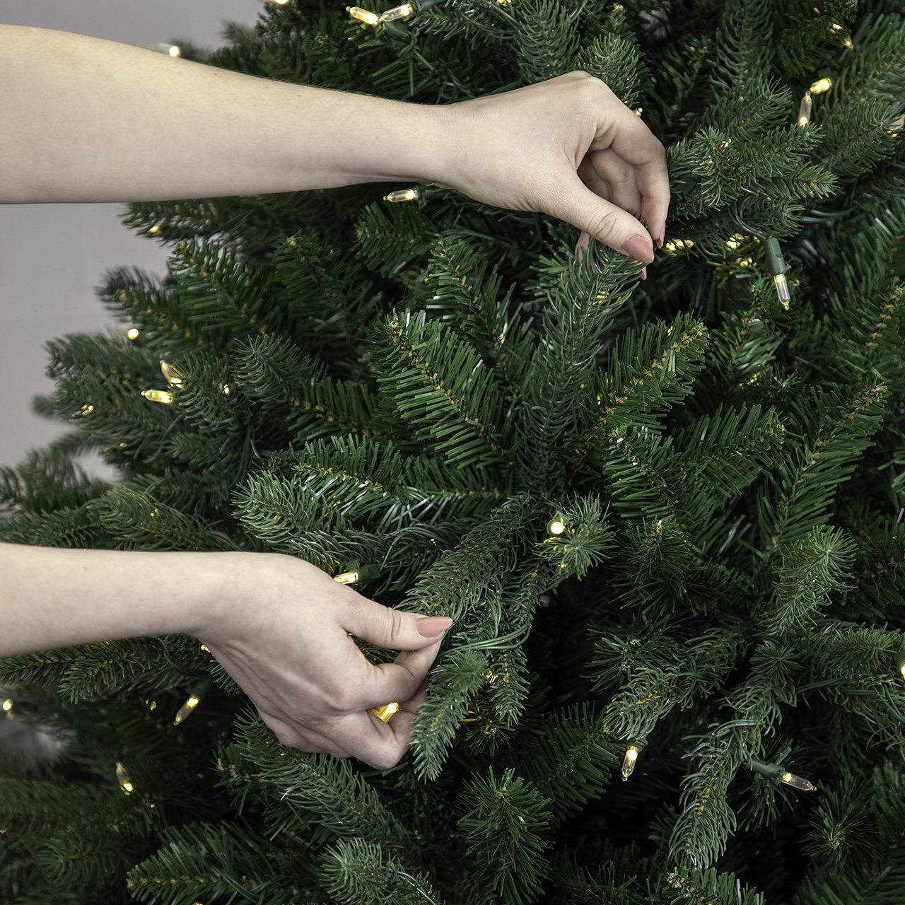 hands pulling apart branches of Christmas tree for fullness