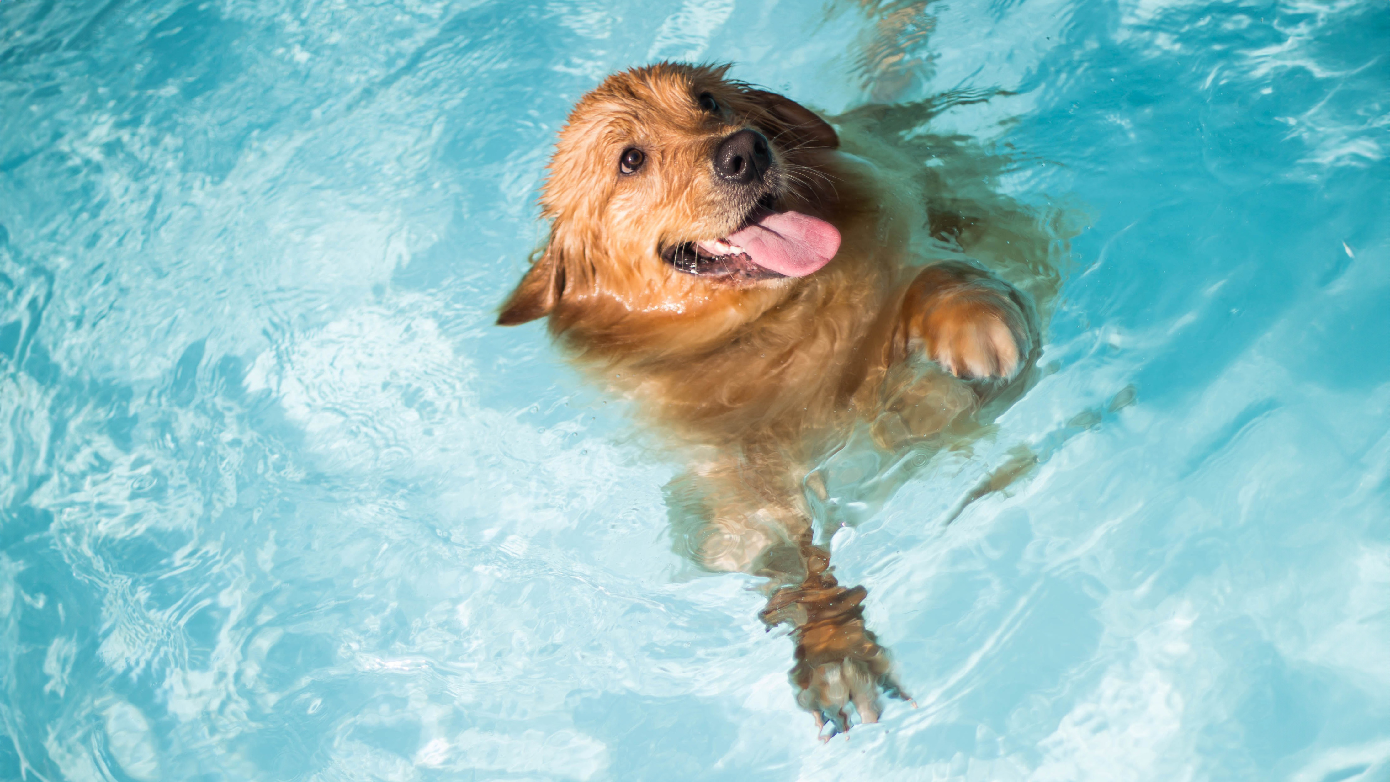 happy golden Laborador retriever swimming in swimming pool on sunny day