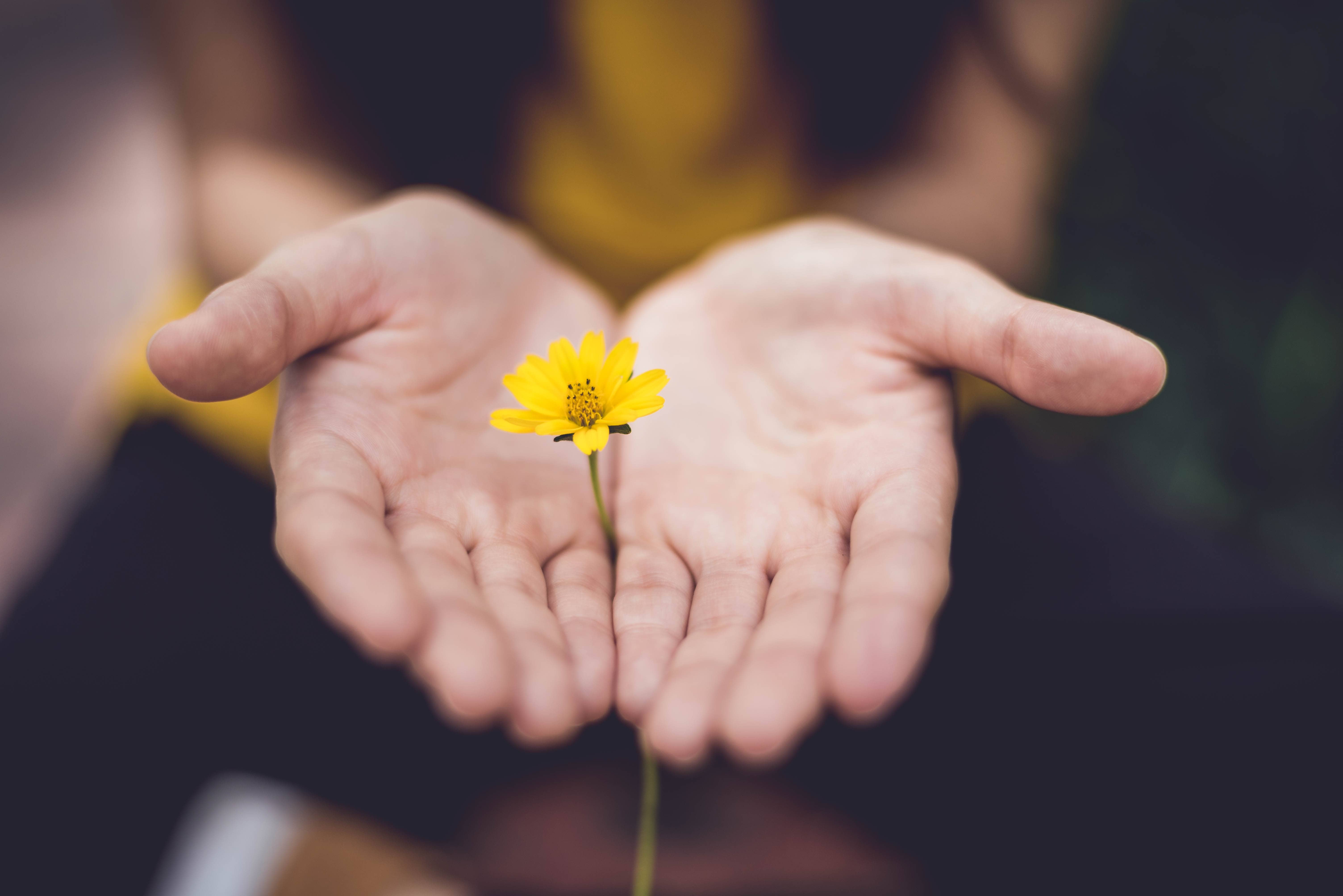 hands holding a tiny yellow flower