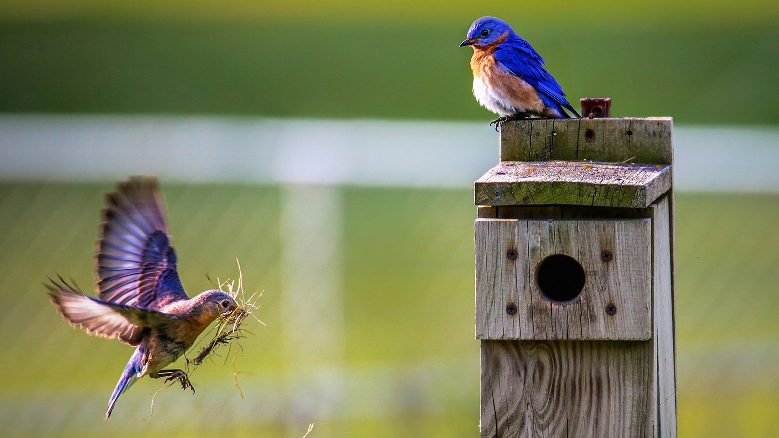 a bluebird flies to a nesting box carrying bits of dried grass while her mate looks on