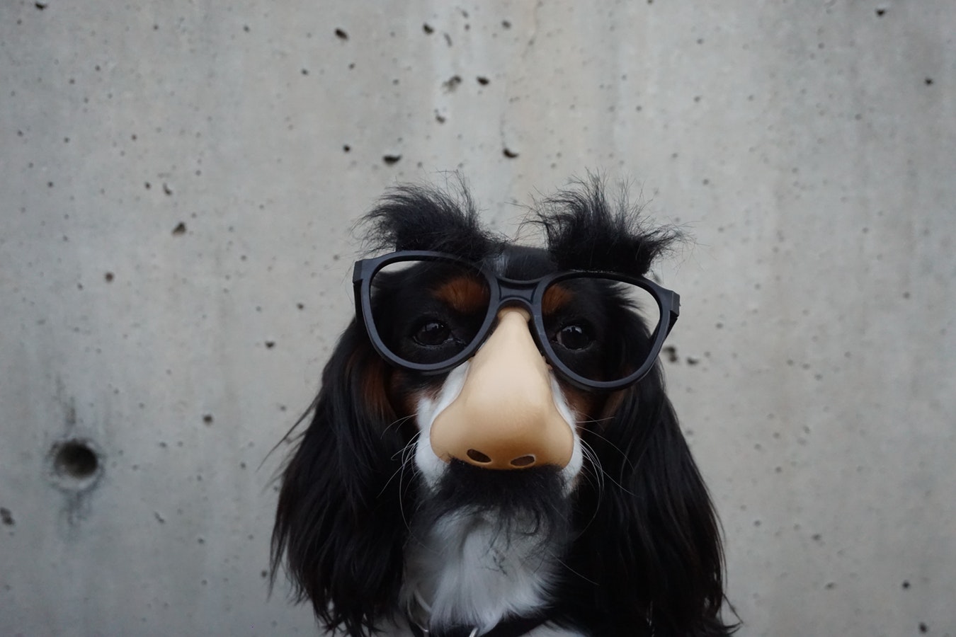 funny dog wearing disguise