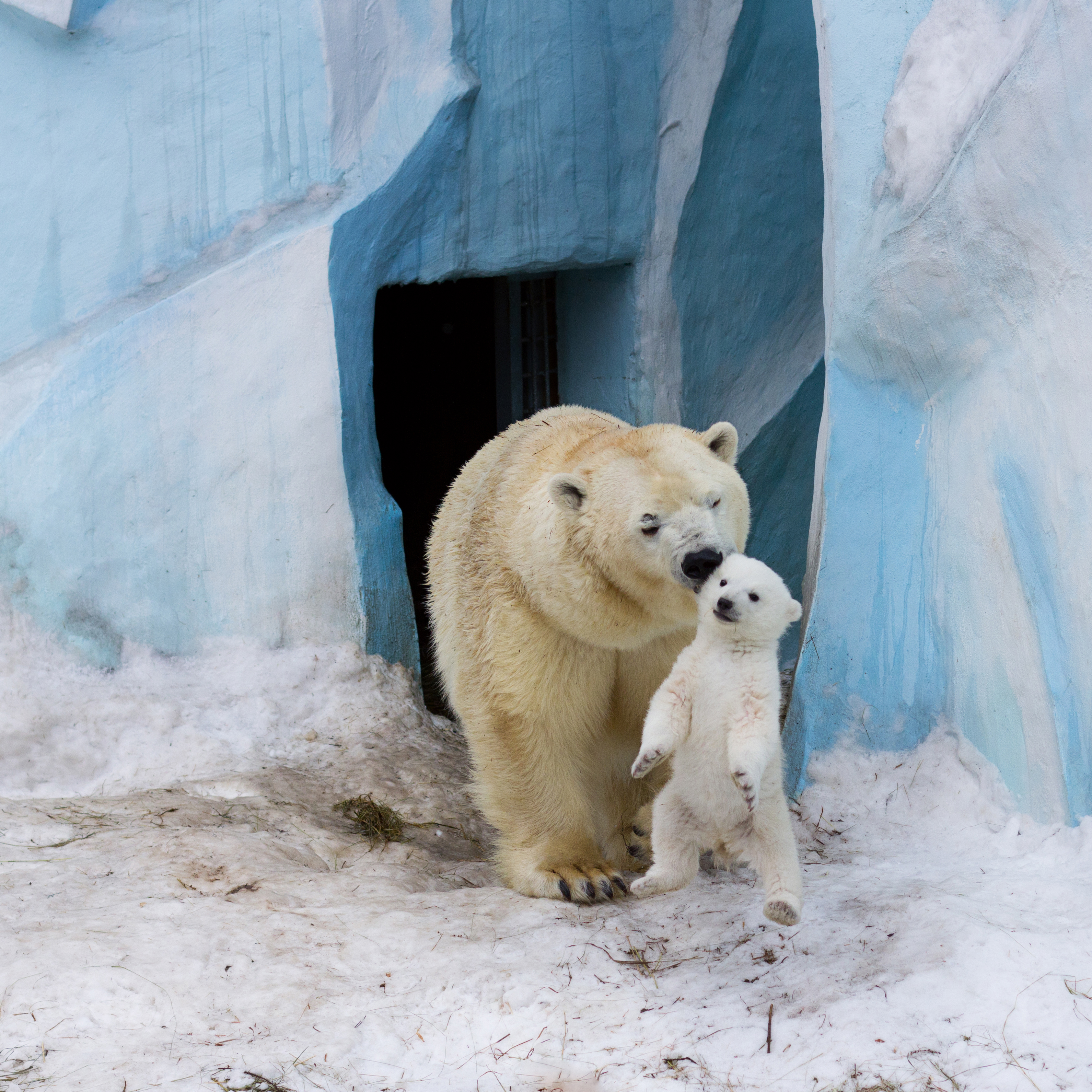 mama and baby polar bear at zoo in winter