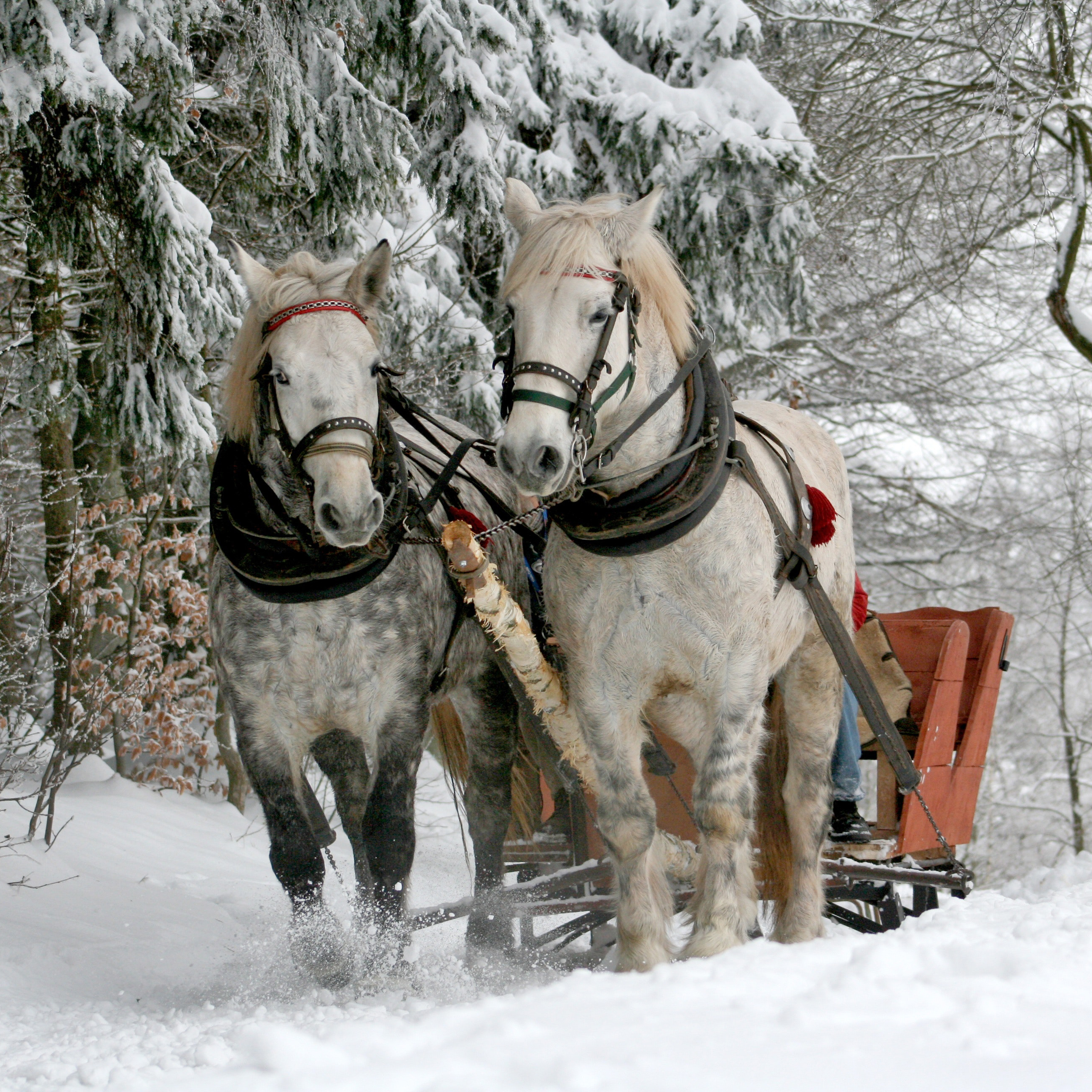 draft horses pulling sleigh through snowy woods