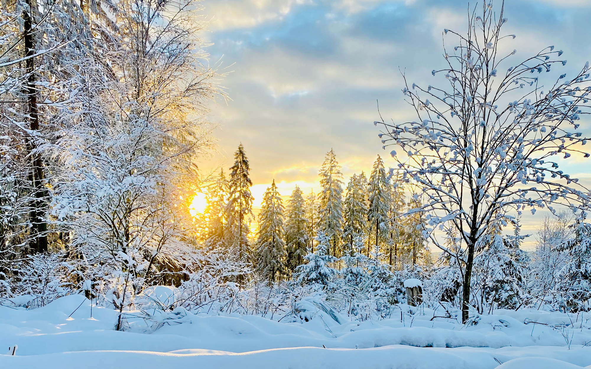 sunny snowy wooded winter scene
