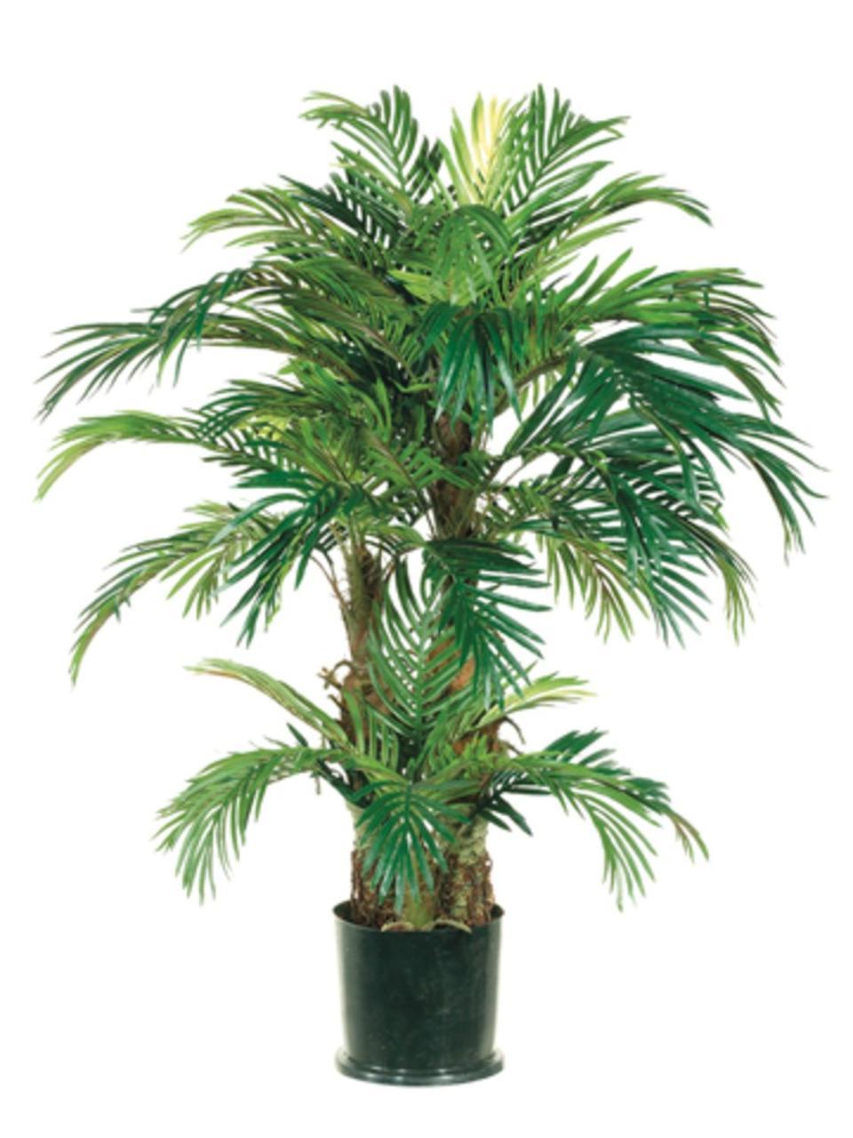 Potted Palm Tree on White Background
