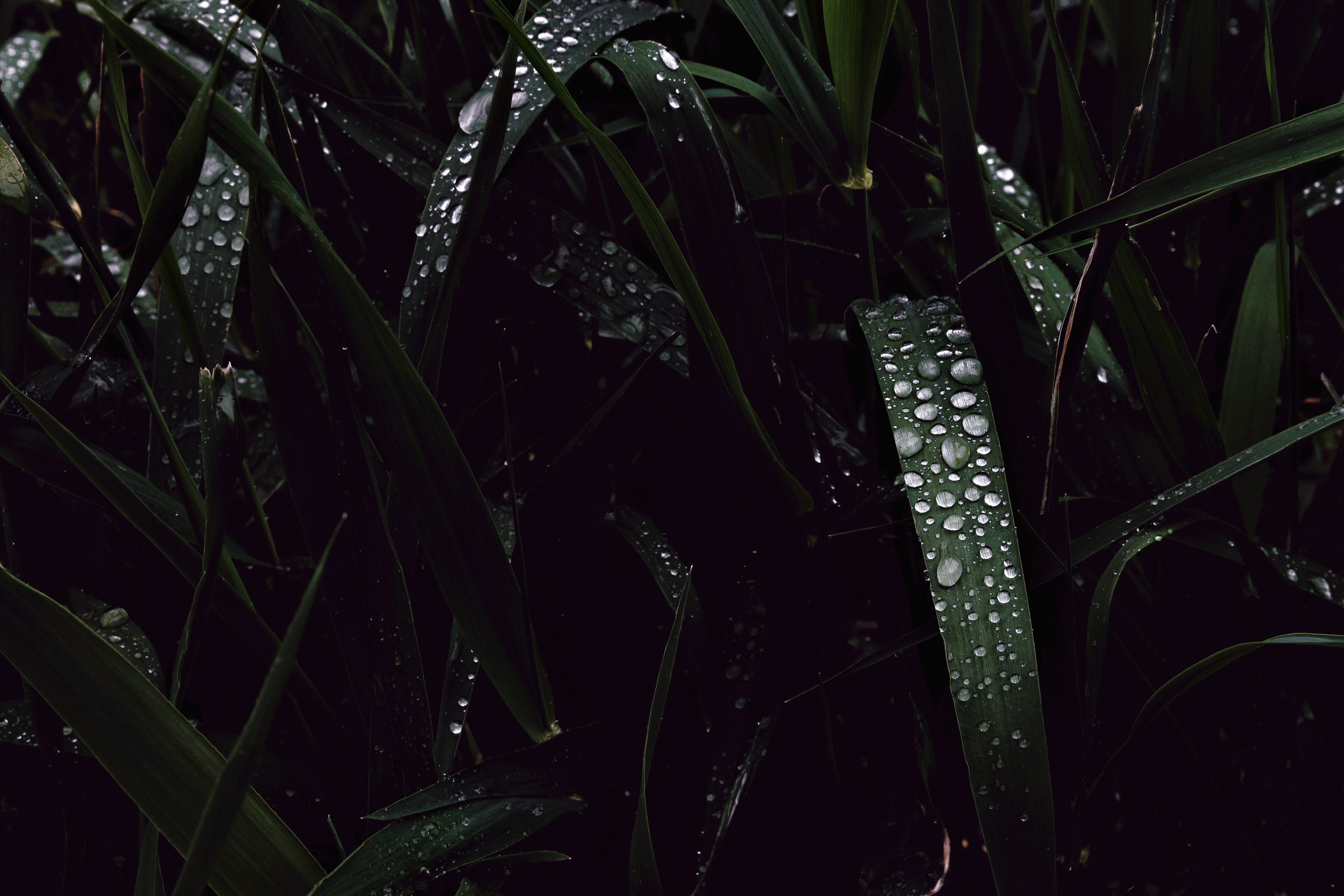 dewdrops on grass in the dark