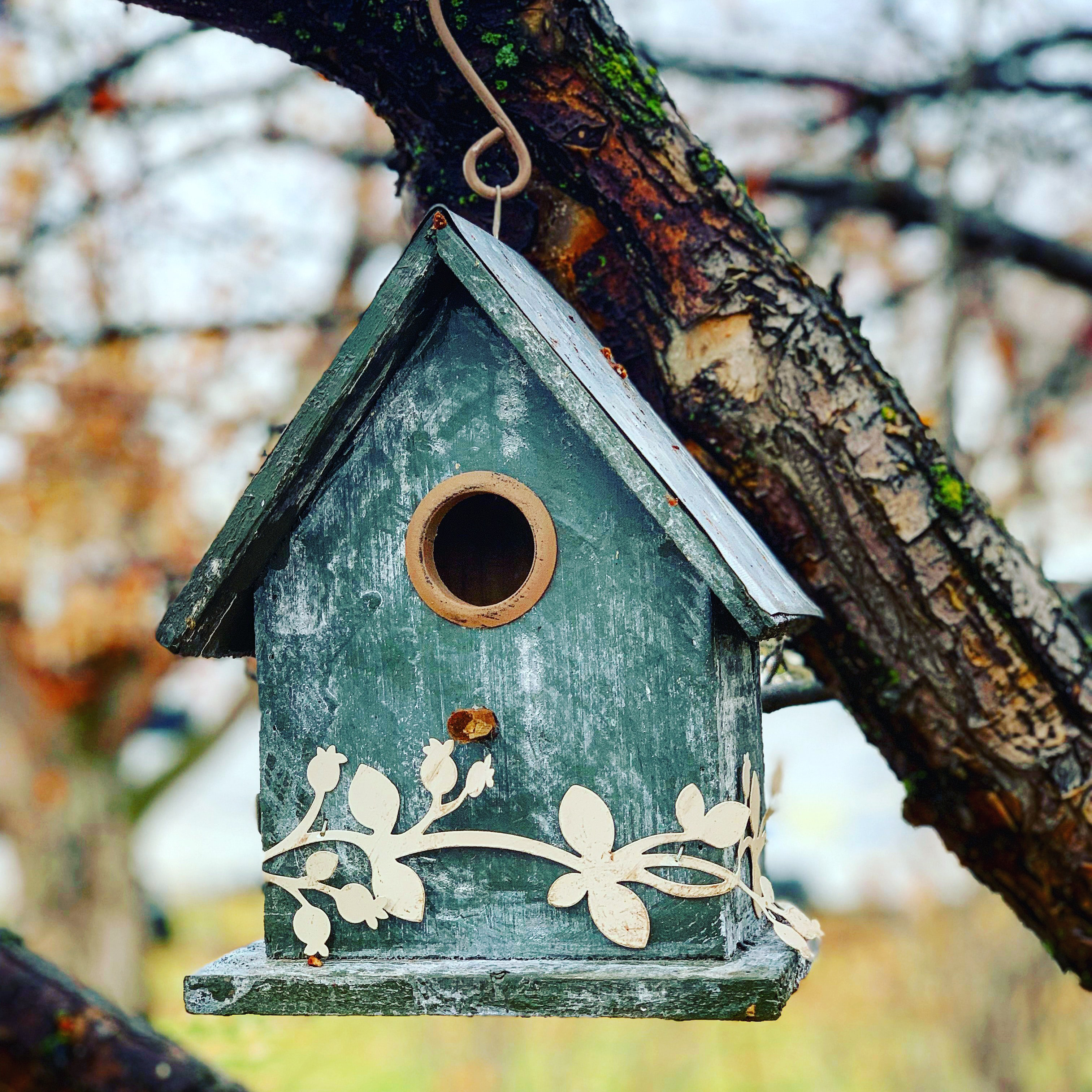 blue weathered bird house hanging from tree branch
